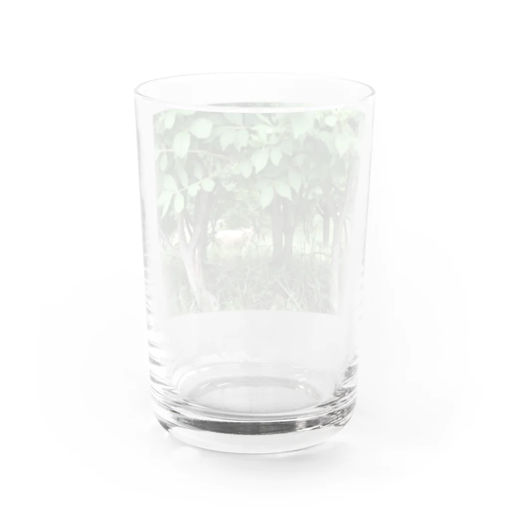 店ショップの茂みからネコ Water Glass :back