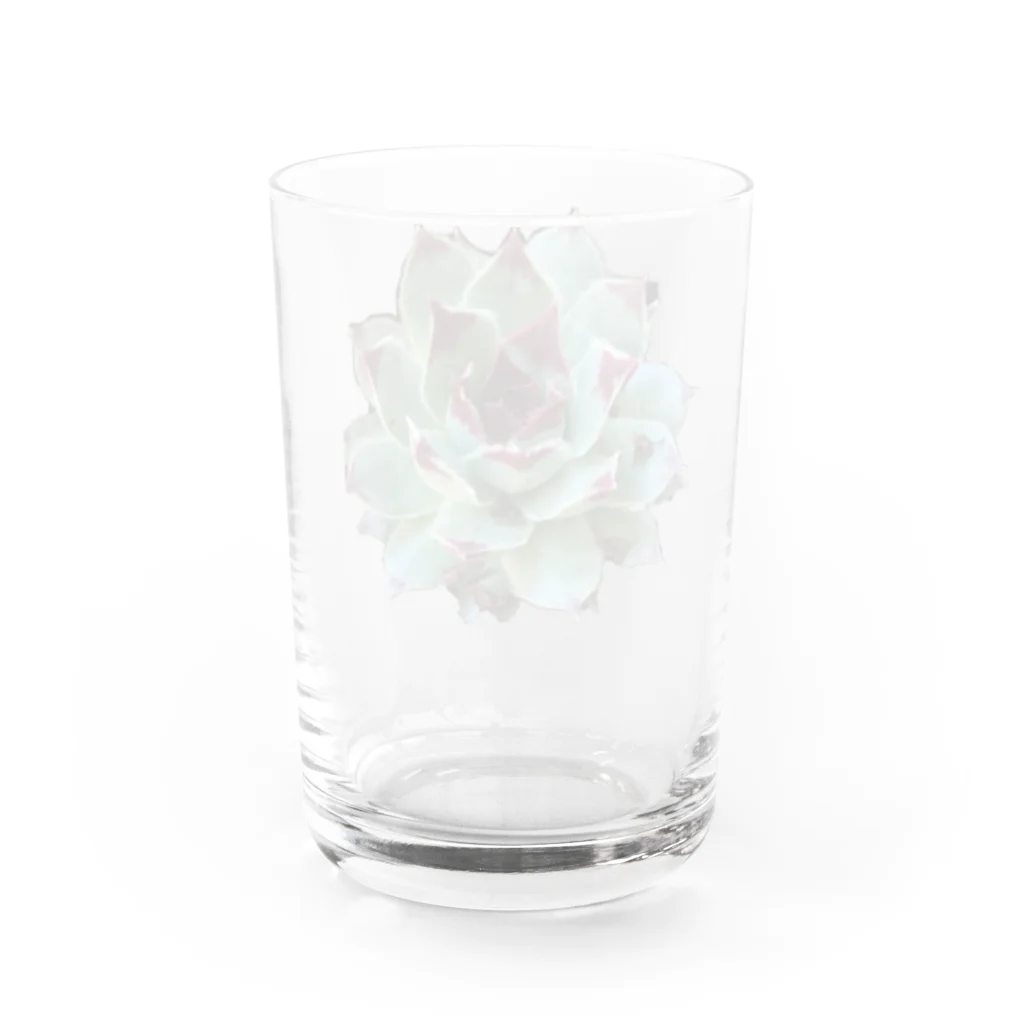 nanachan777の多肉植物　綾桜 Water Glass :back