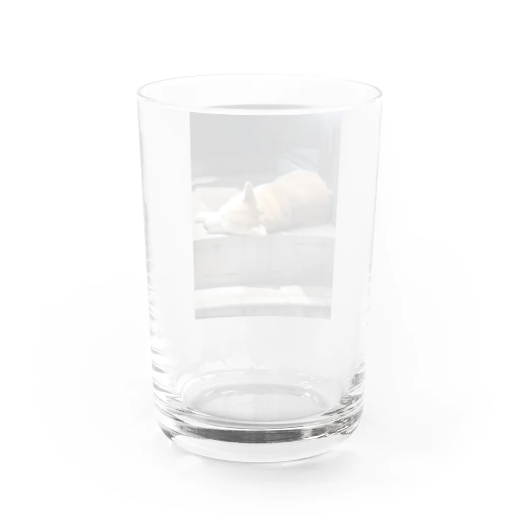 ばにーすぺーの日向ぼっこで寝落ち　近所のわんこ Water Glass :back