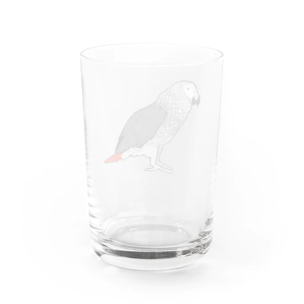 chippitomuの陽気なヨウムさん Water Glass :back