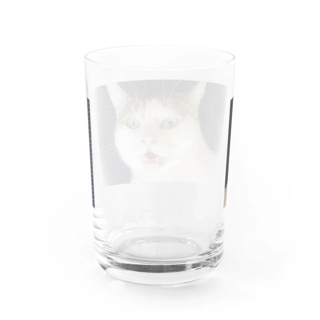 白猫オッドアイショップの白猫オッドアイ Water Glass :back