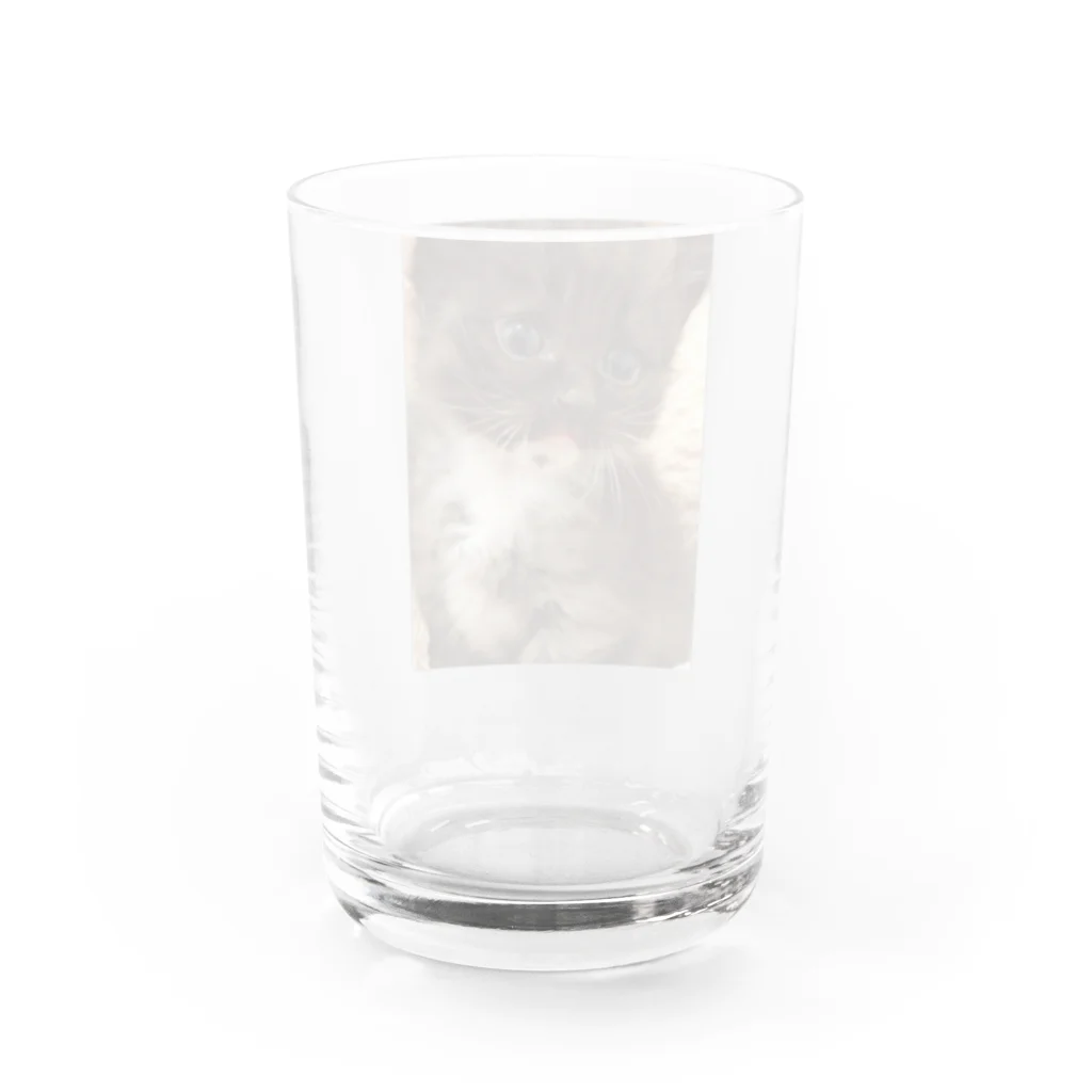 SUNNYHOUSE02のゴマくん Water Glass :back