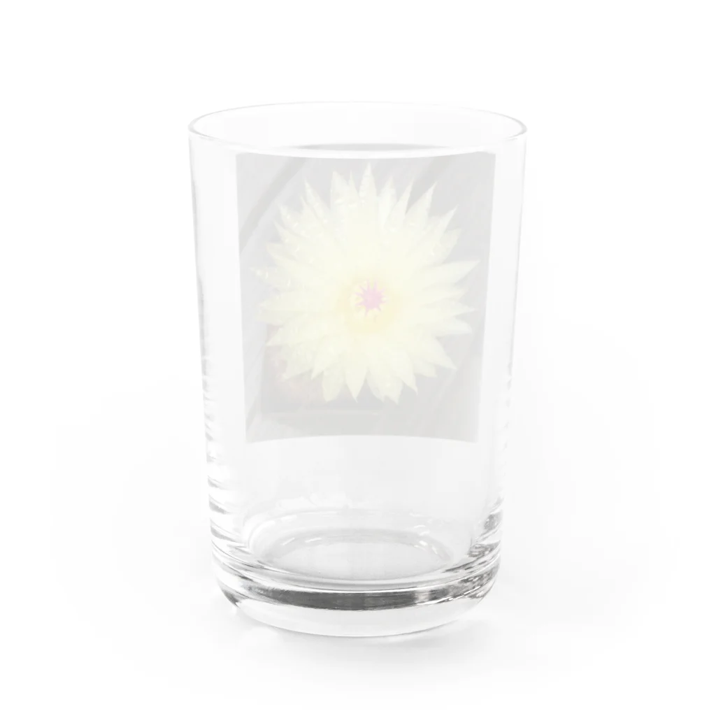 でおきしりぼ子の実験室のサボテンの花 Water Glass :back