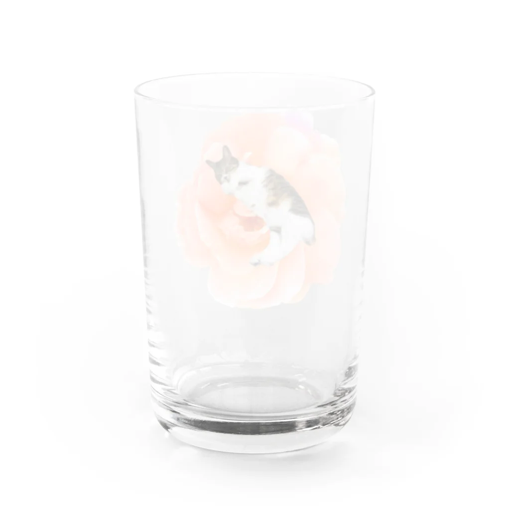 たんぽぽさんのいやし花ねこ Water Glass :back