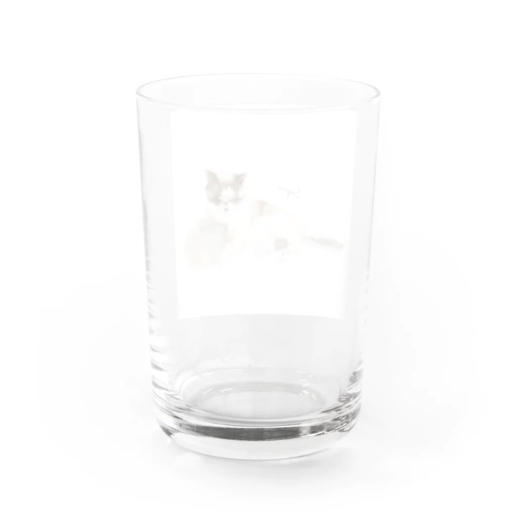 z_happinessのくつろぐ猫 Water Glass :back