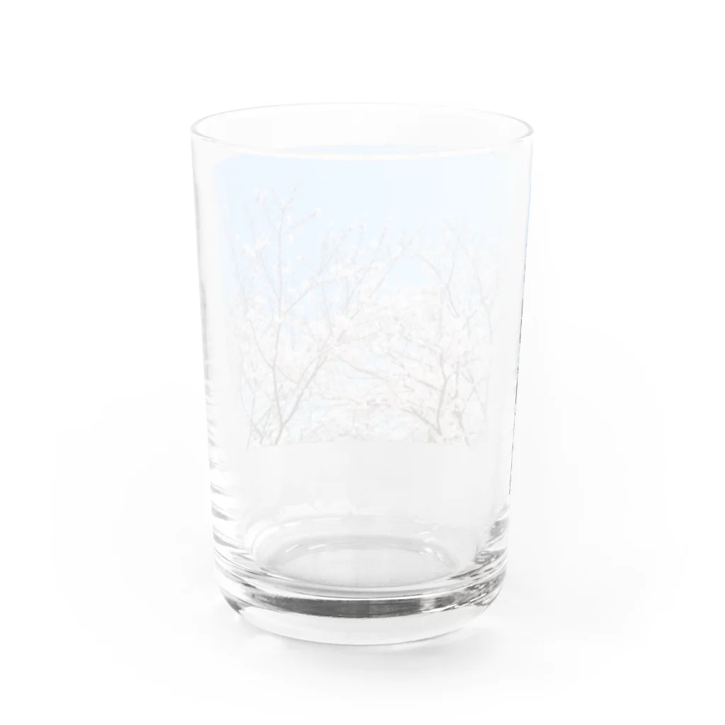 basthyのさくら Water Glass :back