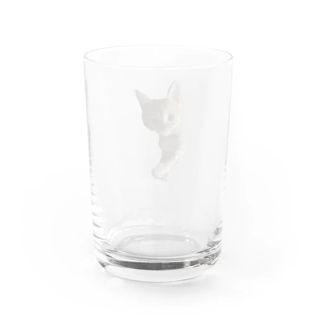 猫ねこネコ!チャム&シロのチャム幼少期 Water Glass :back