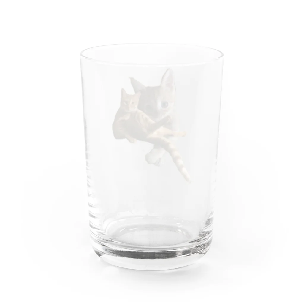 猫ねこネコ!チャム&シロのチャム&チャム Water Glass :back