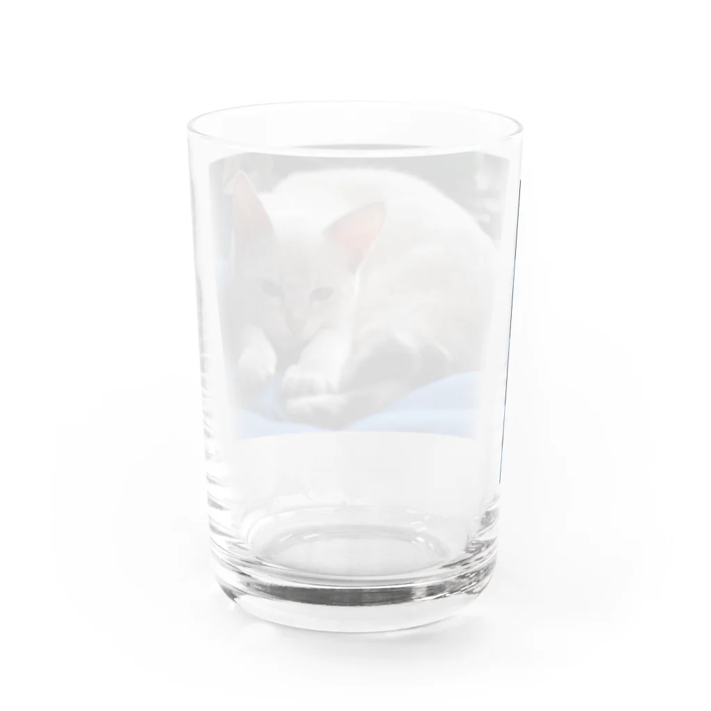 大福のだいちゃん Water Glass :back