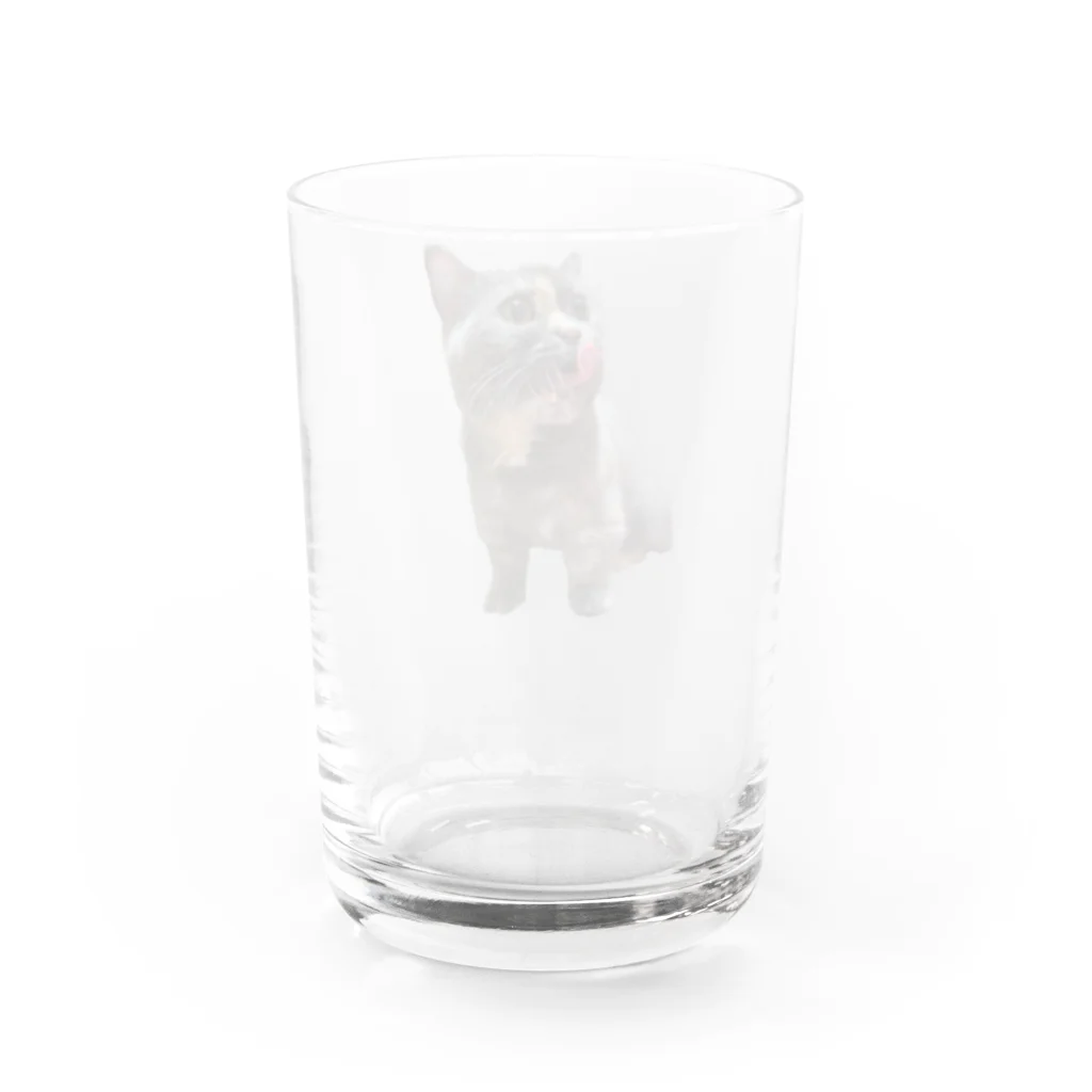 HRK designの猫　HRK design Water Glass :back