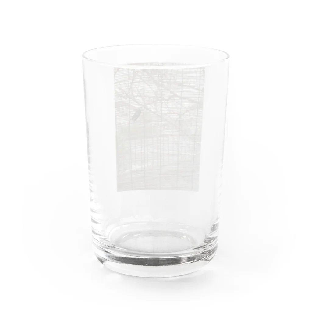 地球の楽しみ方のセミのいる夏 Water Glass :back