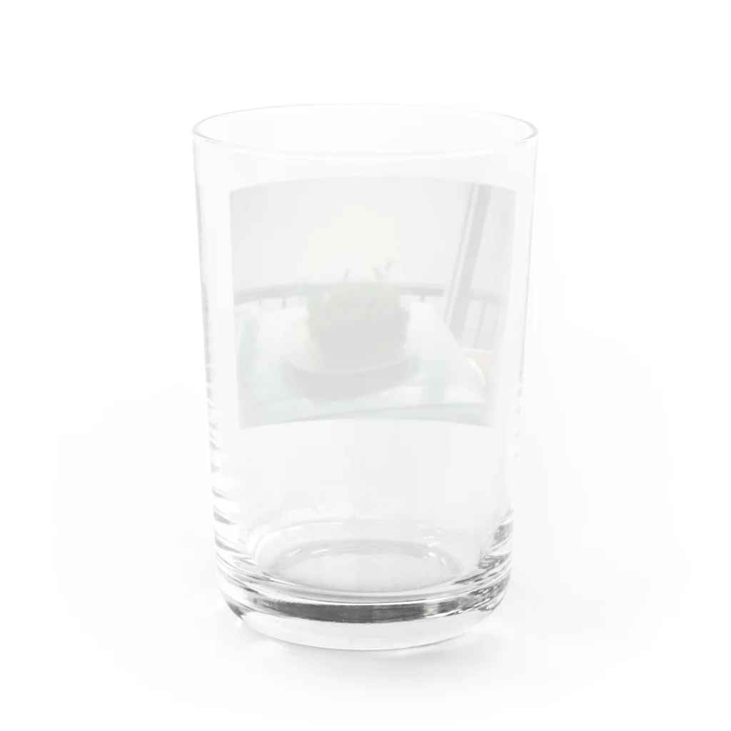 ayasa31の豆苗 Water Glass :back