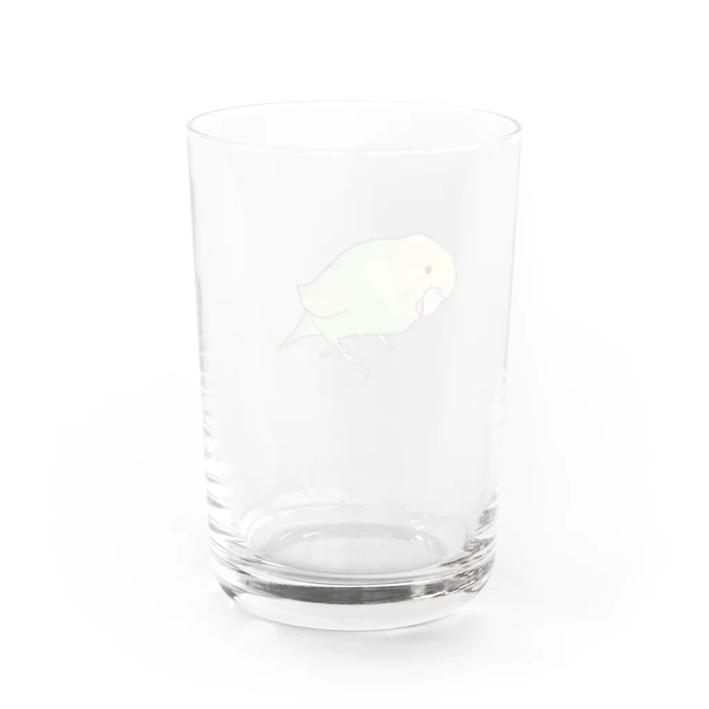 まめるりはことりの首傾げ　スパングルセキセイインコちゃん【まめるりはことり】 Water Glass :back