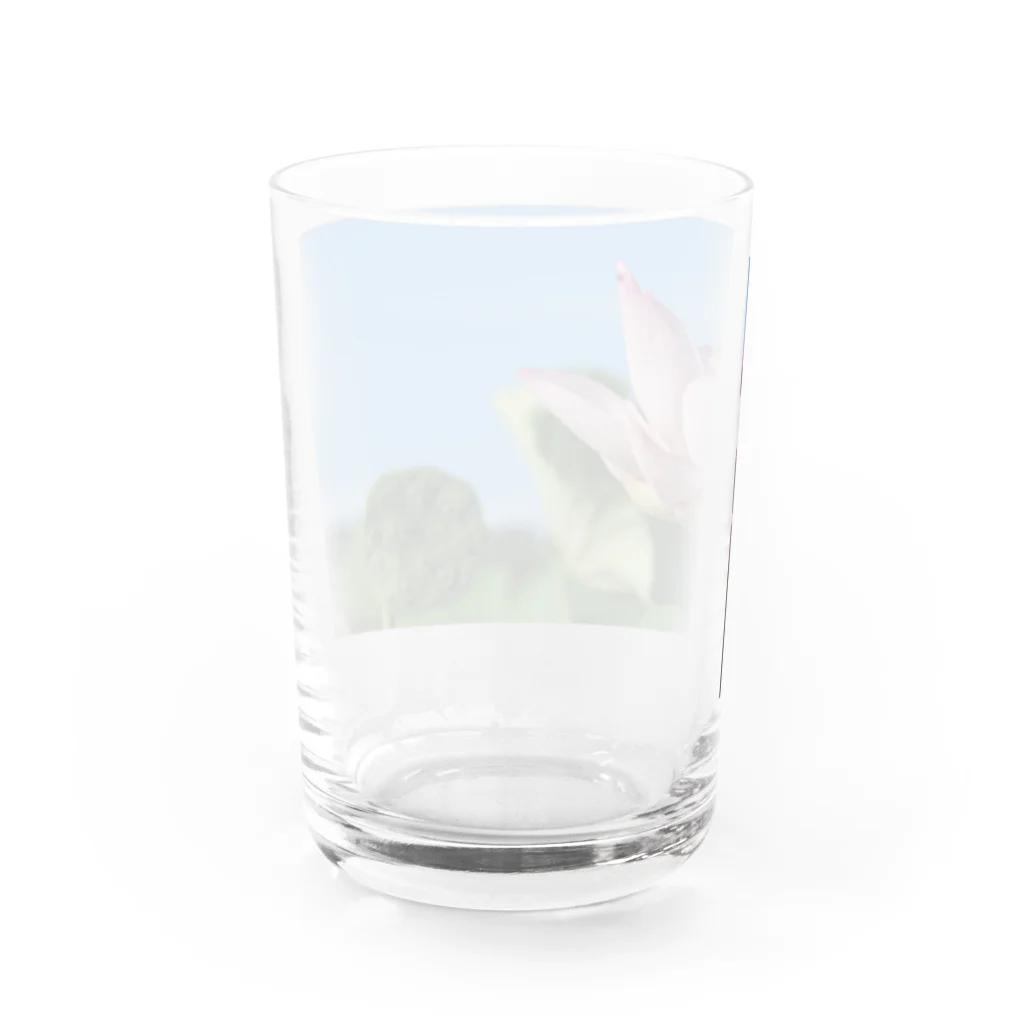 豆たの午前7時の蓮 Water Glass :back