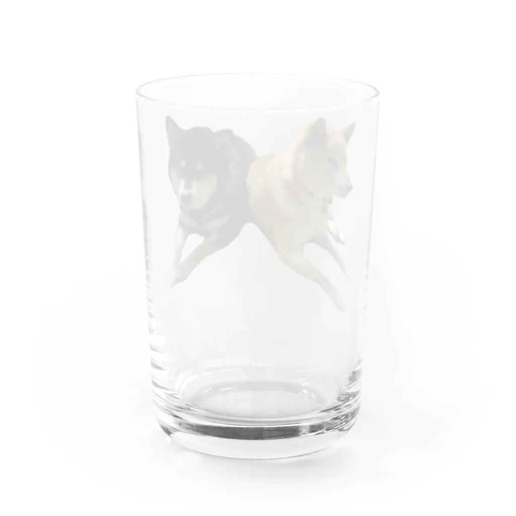 柴犬と柴犬の柴犬2頭 Water Glass :back