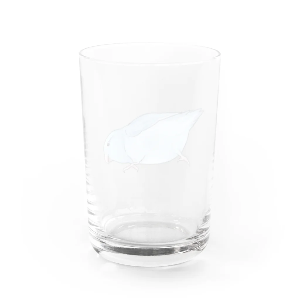 まめるりはことりのマメルリハ　もちふりちゃん【まめるりはことり】 Water Glass :back