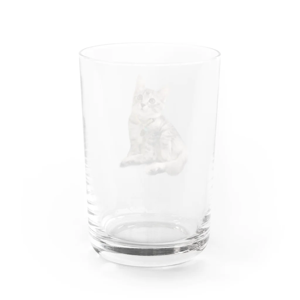 うちのネコチャンのお座りネコチャン Water Glass :back