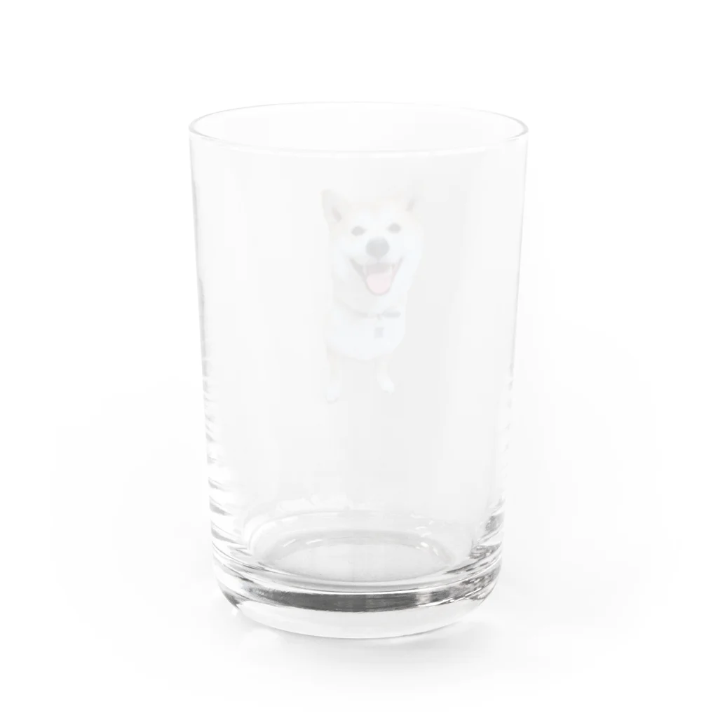 みよしみきのまめちゃん Water Glass :back