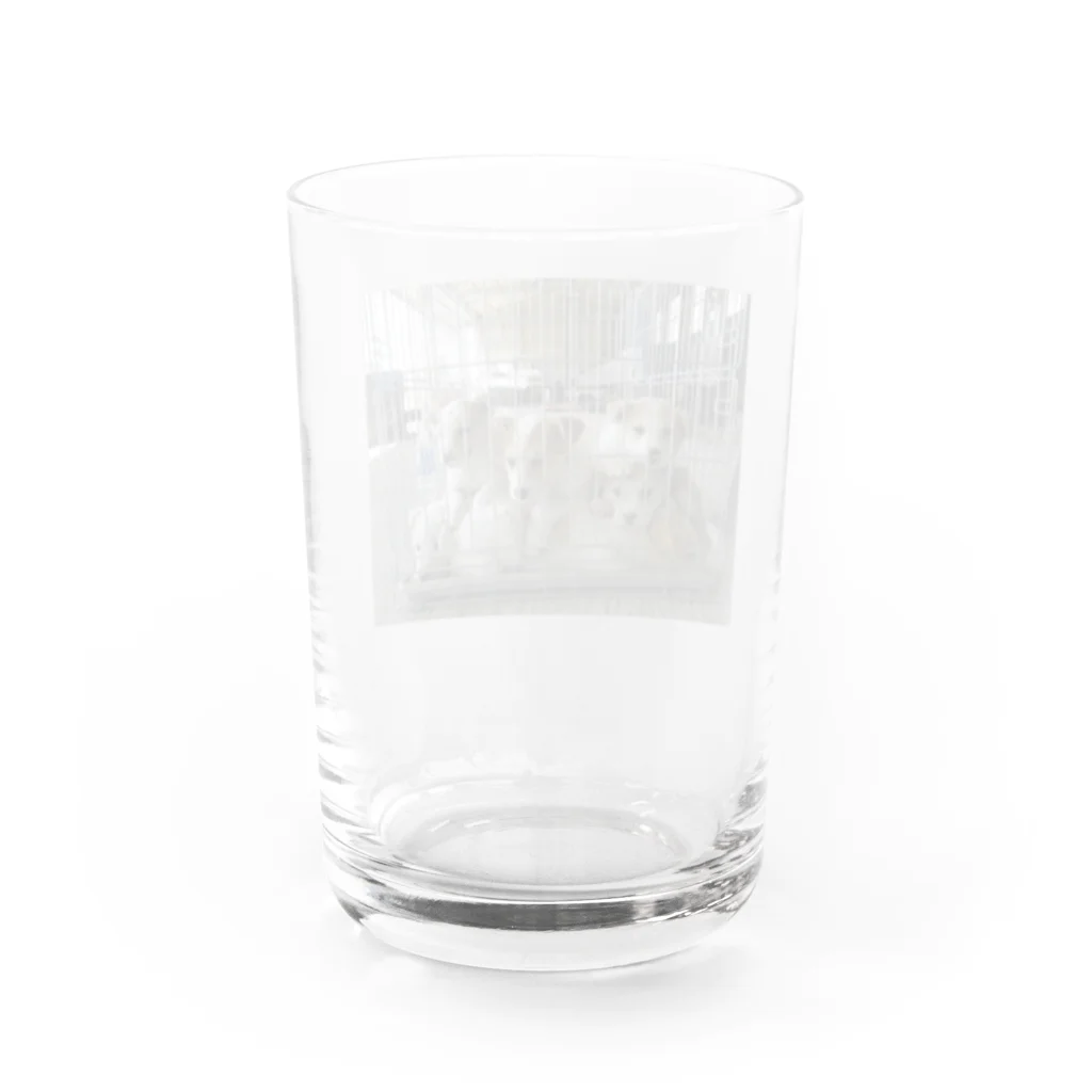 とっとオフィシャルグッズショップのとっとグッズNEW! Water Glass :back