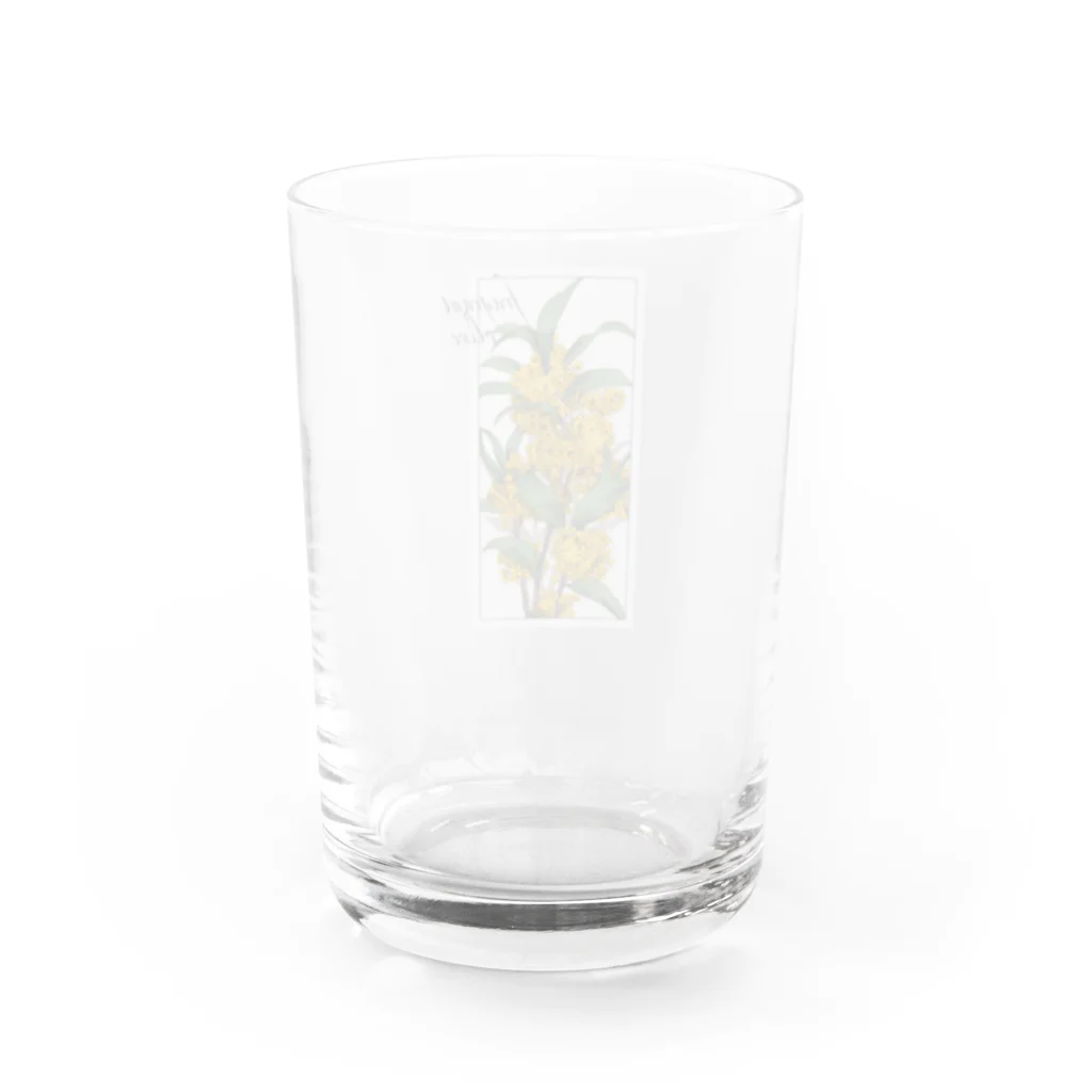 minori の金木犀のグラス Water Glass :back