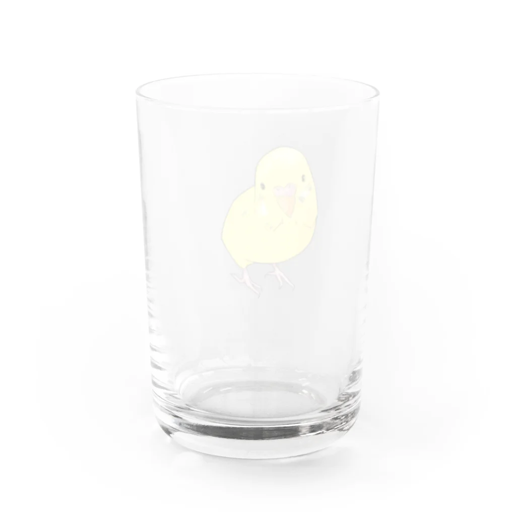 まめるりはことりの可愛いセキセイインコのパームちゃん Water Glass :back