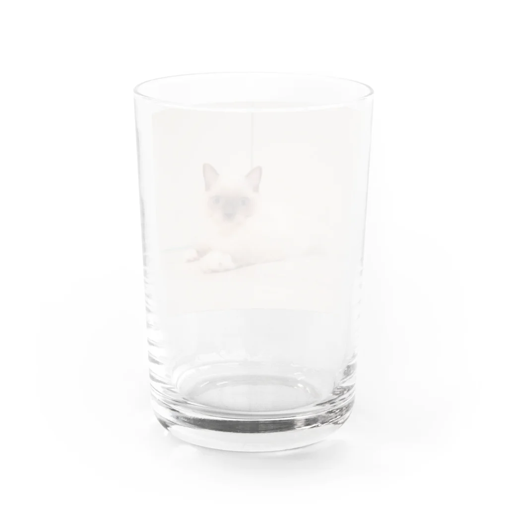 もなか(ΦωΦ)抱っこが嫌いなラグドールの子猫もなか Water Glass :back
