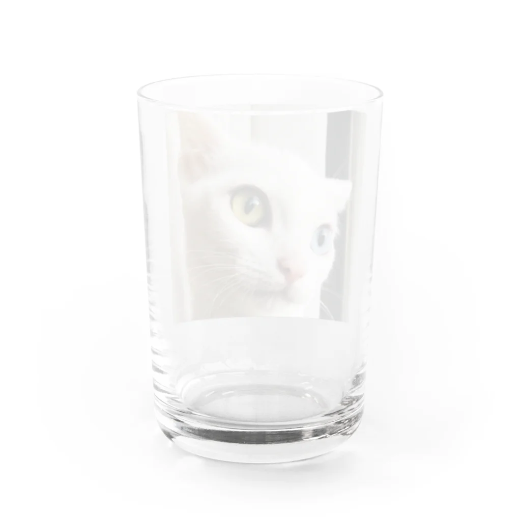 ほのぼのライフの白猫マリー Water Glass :back
