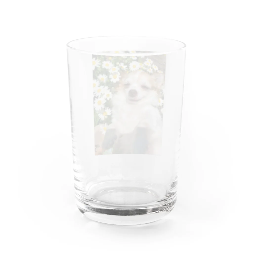 たいそん350zのうちのわんこ Water Glass :back