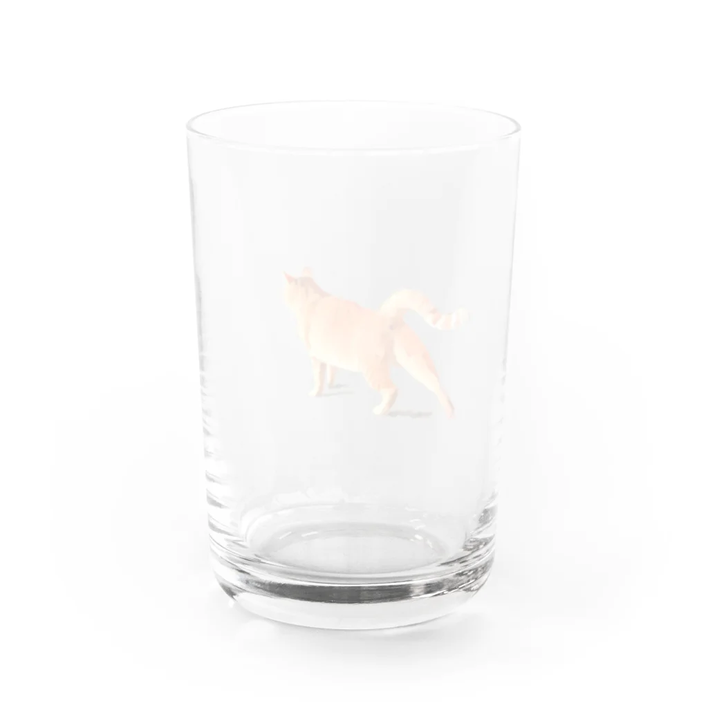 Sora_hの茶虎猫 Water Glass :back