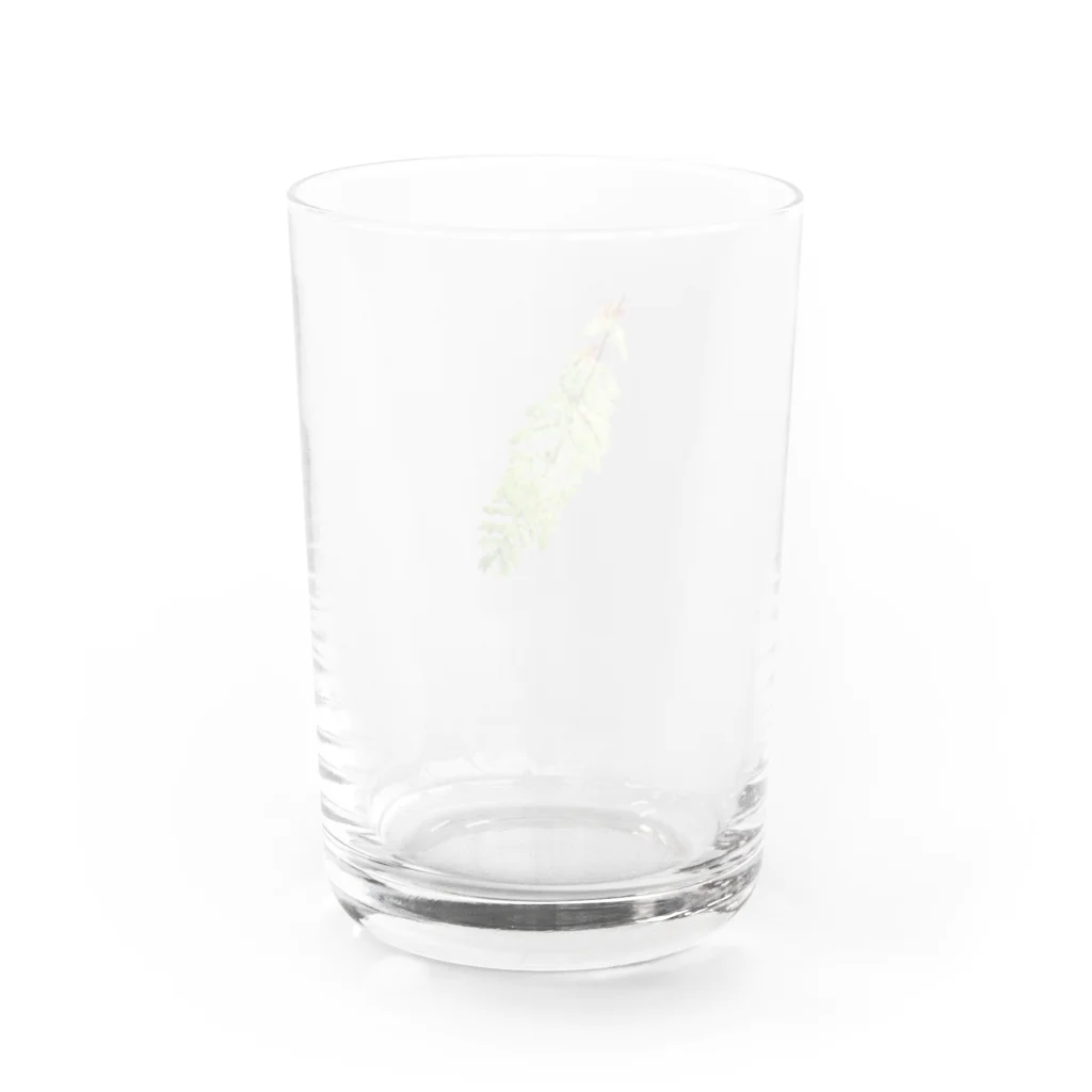 雨林Designのオオイデスなんです Water Glass :back