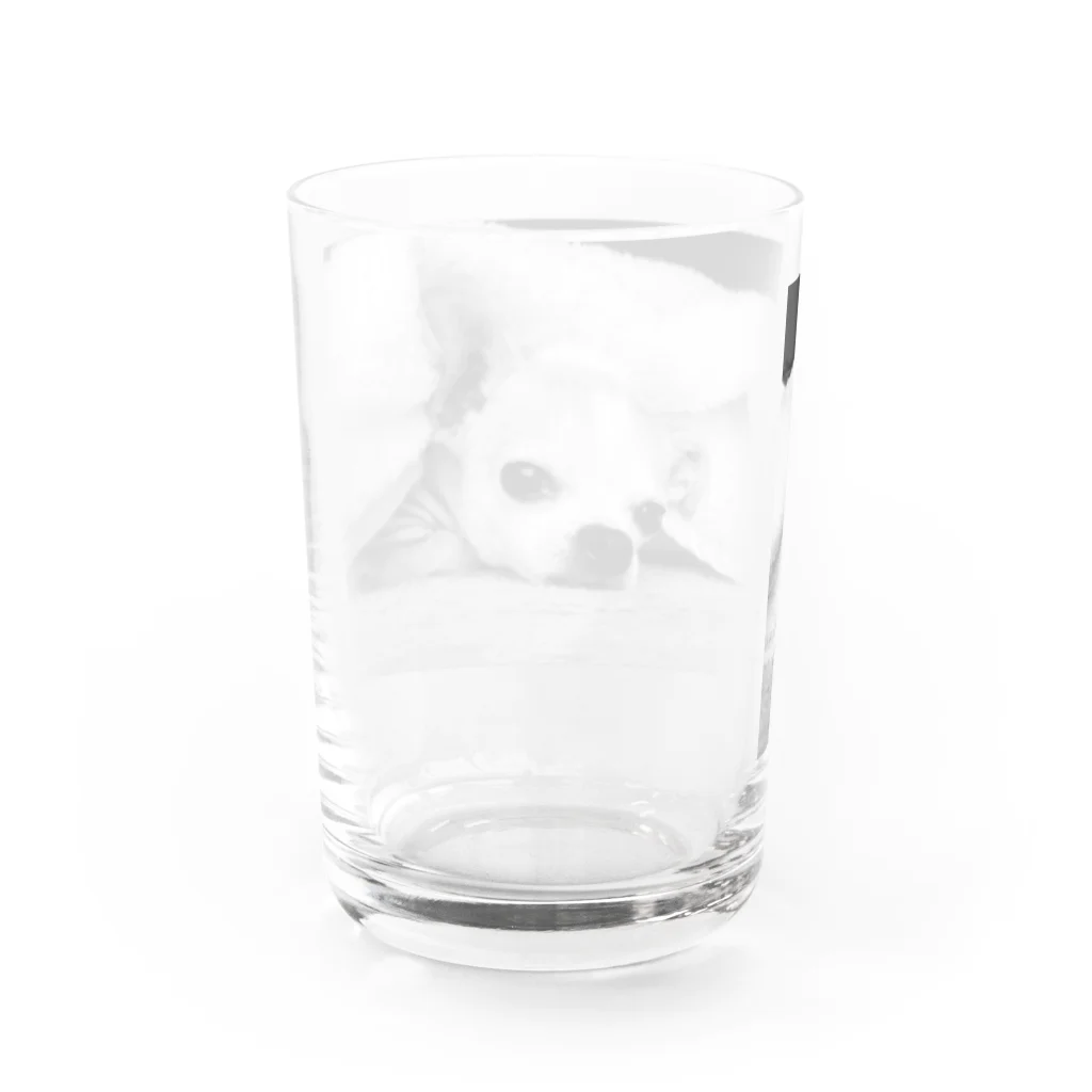 akane_art（茜音工房）のモノクロチワワ（アンニュイ1） Water Glass :back