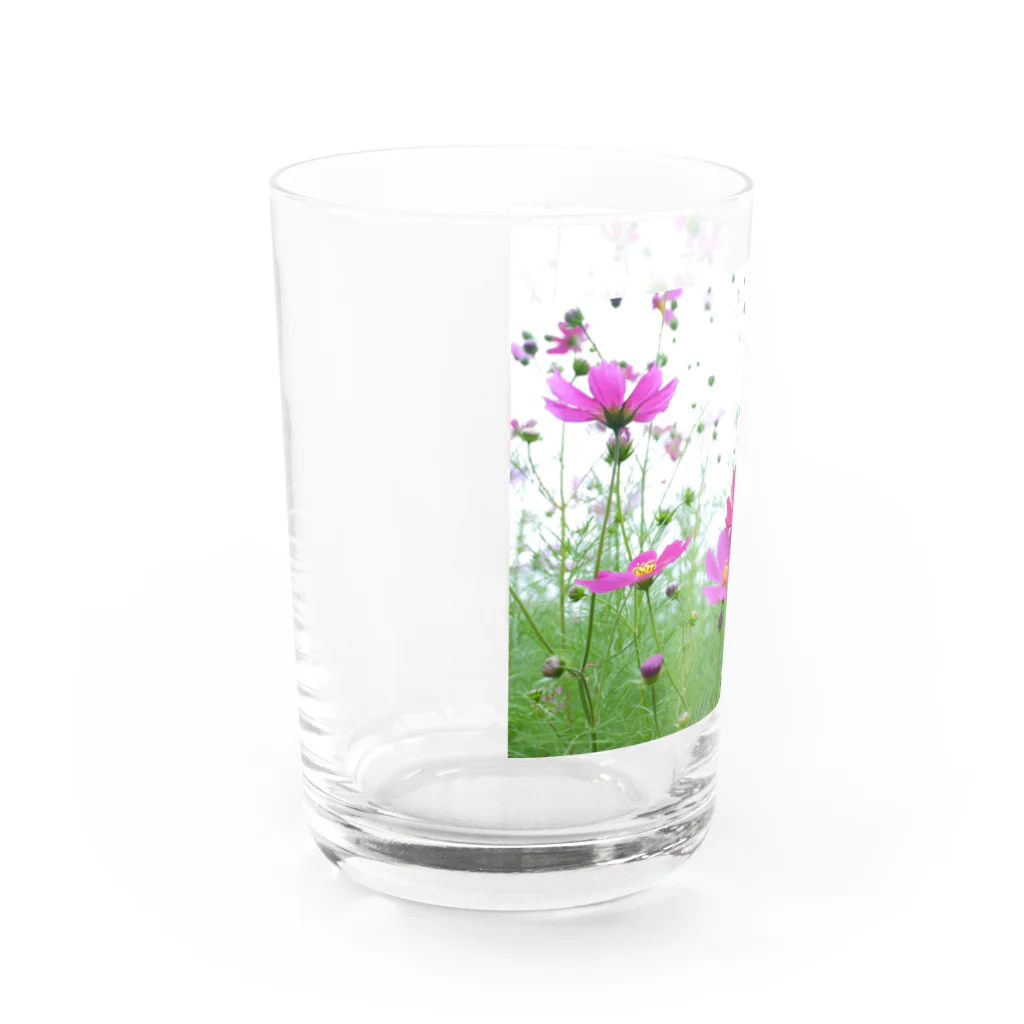 miyupo15のこすもす。秋桜。コスモス。 Water Glass :back