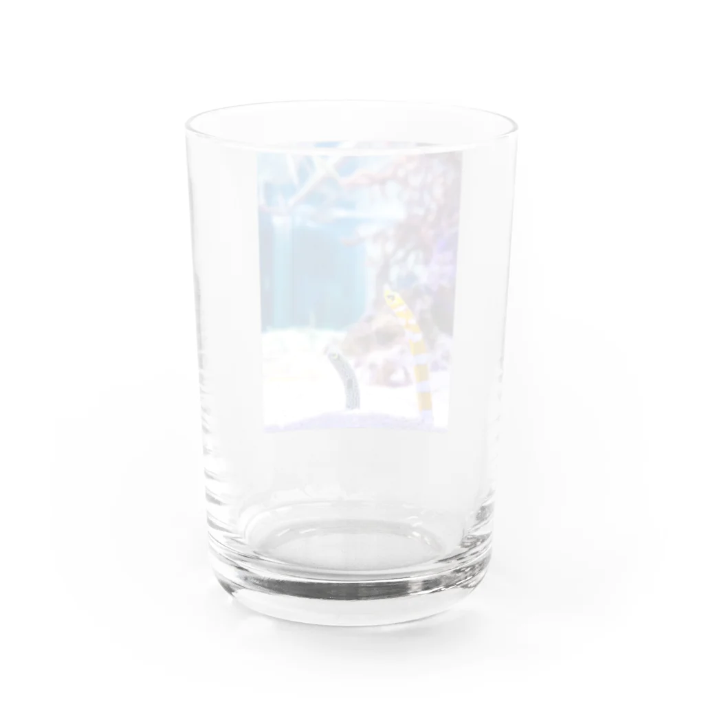 shiori@依頼募集中の可愛いチンアナゴ Water Glass :back