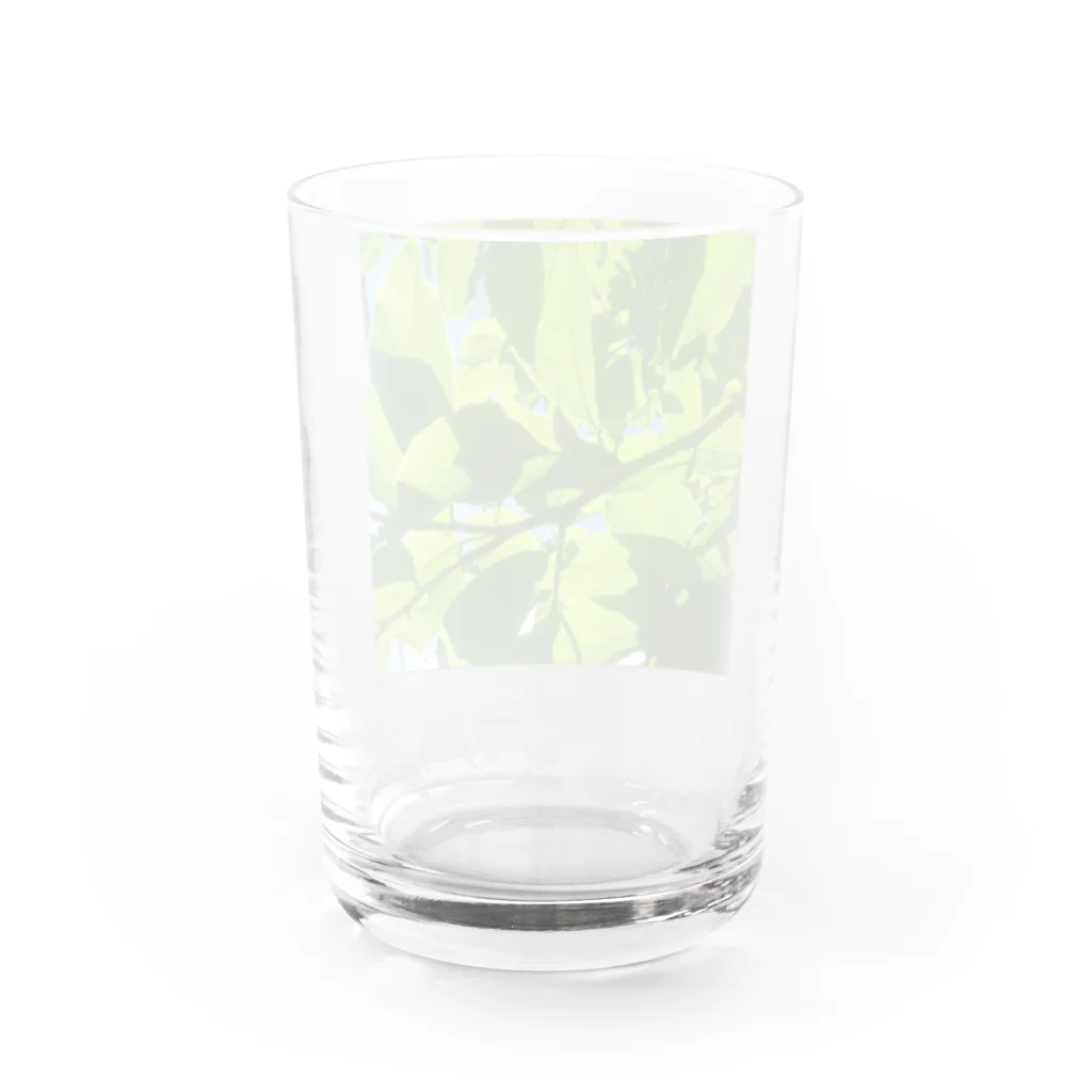 ワタナベ商店の葉っぱキラキラ Water Glass :back