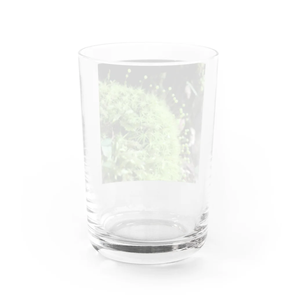 不思議商店の玉ちゃん Water Glass :back