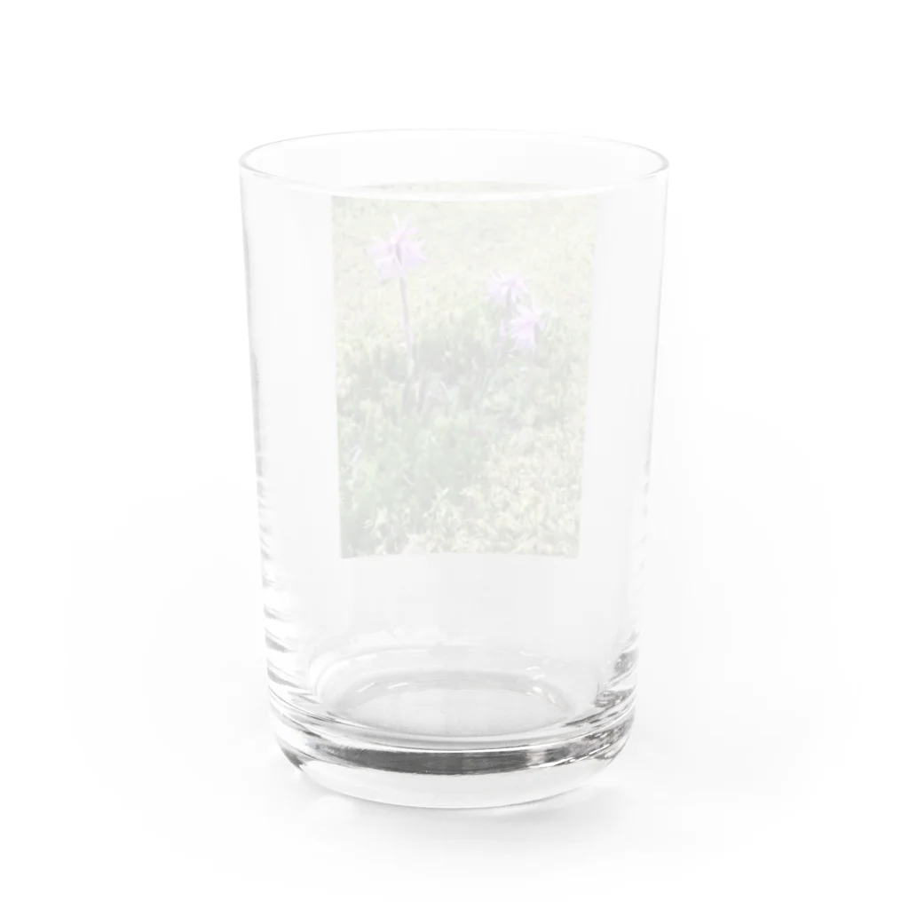 不思議商店のショウジョウバカマ Water Glass :back