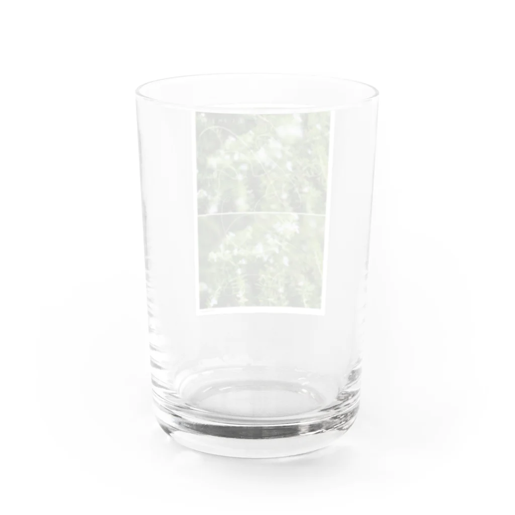 ごんのrosemary Water Glass :back
