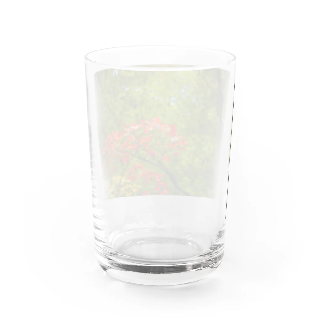 ばりこ@なりこ@ポジティブの秋の紅葉 Water Glass :back