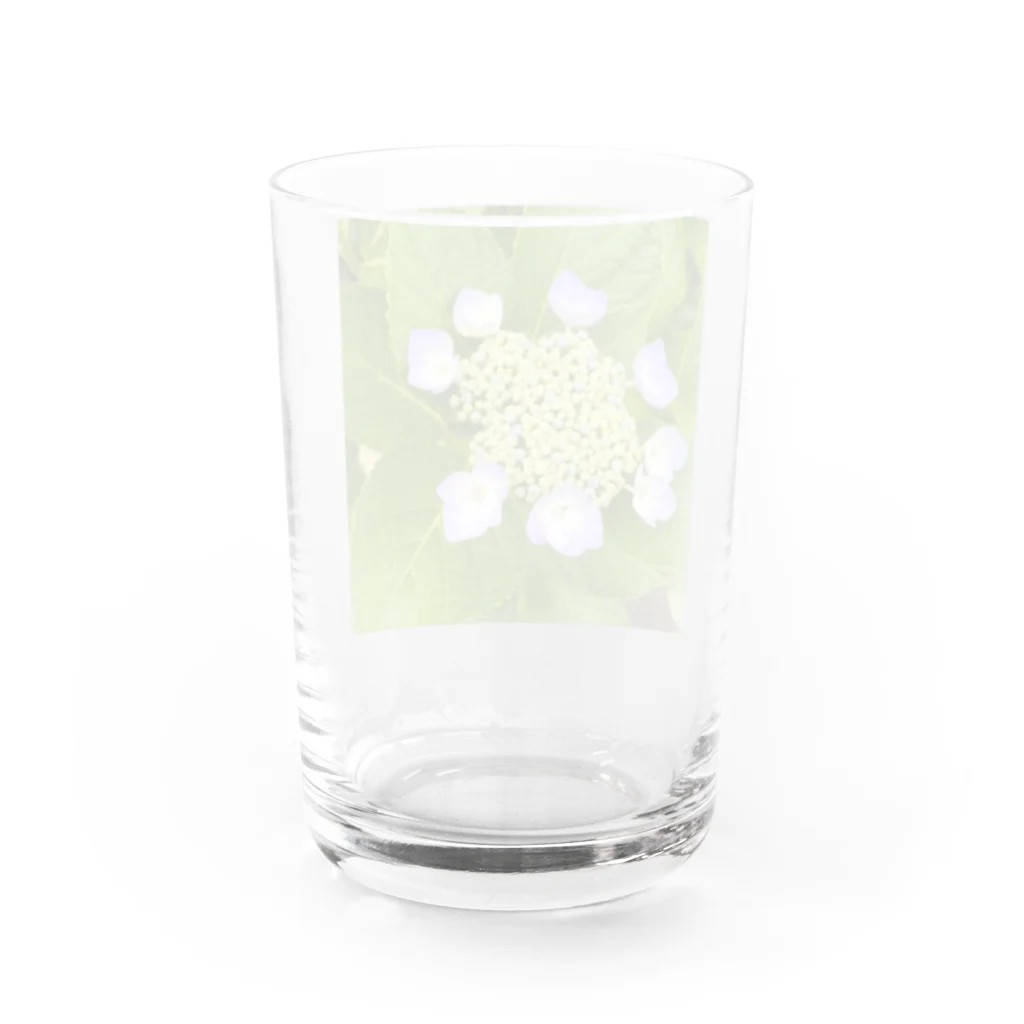 ばりこ@なりこ@ポジティブの咲きはじめの紫陽花 Water Glass :back