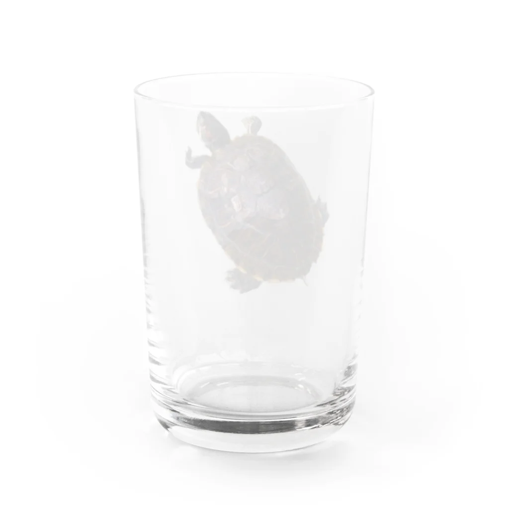 林 邦明 (クニさん)の【ミシシッピ アカミミガメ】(♂)の名前イッチー グッズ Water Glass :back