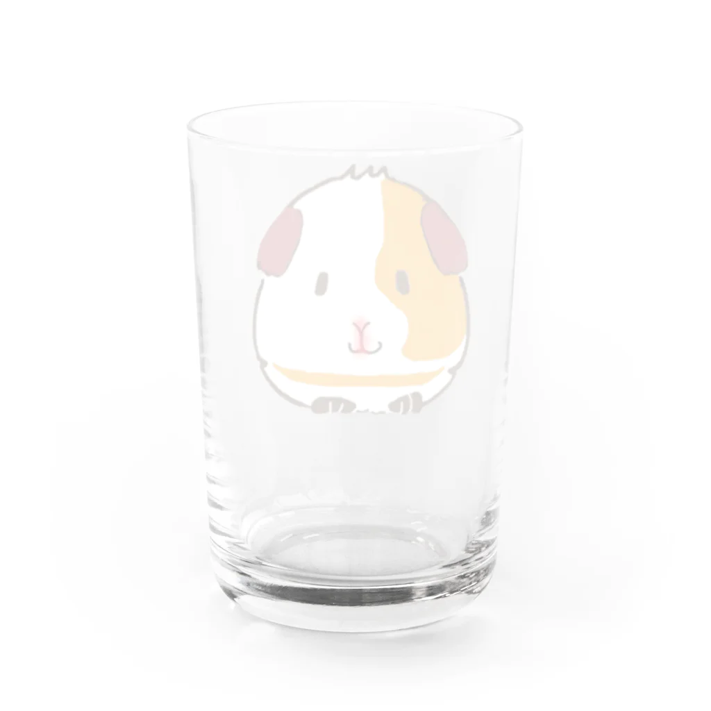 モルモットのミマモル隊のポンちゃん Water Glass :back