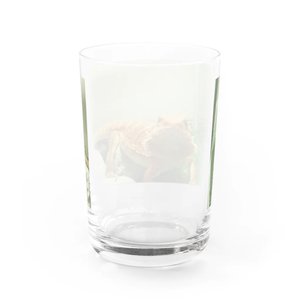 たぬ屋 うちの子多め。のフトアゴふぁぷたん。なぁに？ Water Glass :back