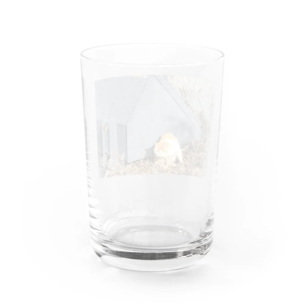 うさぎかもしれないの憎みねこ（やさしい） Water Glass :back