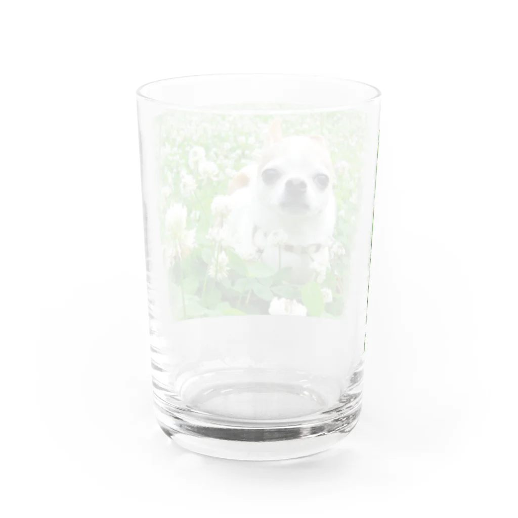 akane_art（茜音工房）のカラフルチワワ（クローバー） Water Glass :back