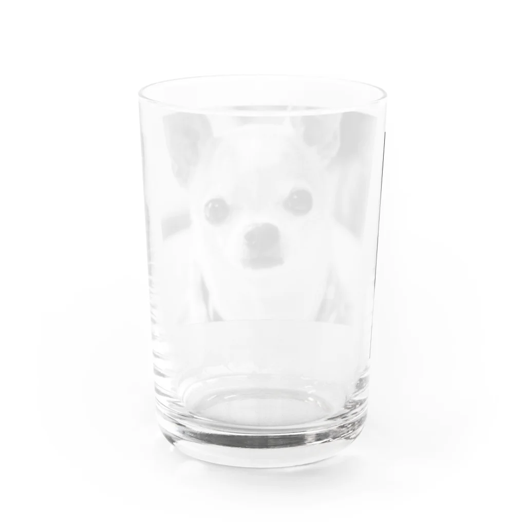akane_art（茜音工房）のモノクロチワワ（おすまし） Water Glass :back