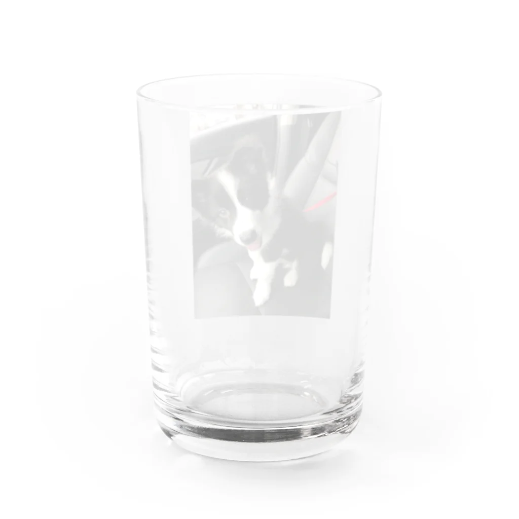 ボーダーコリーのゆうちゃんのボーダーコリーのゆうちゃん Water Glass :back