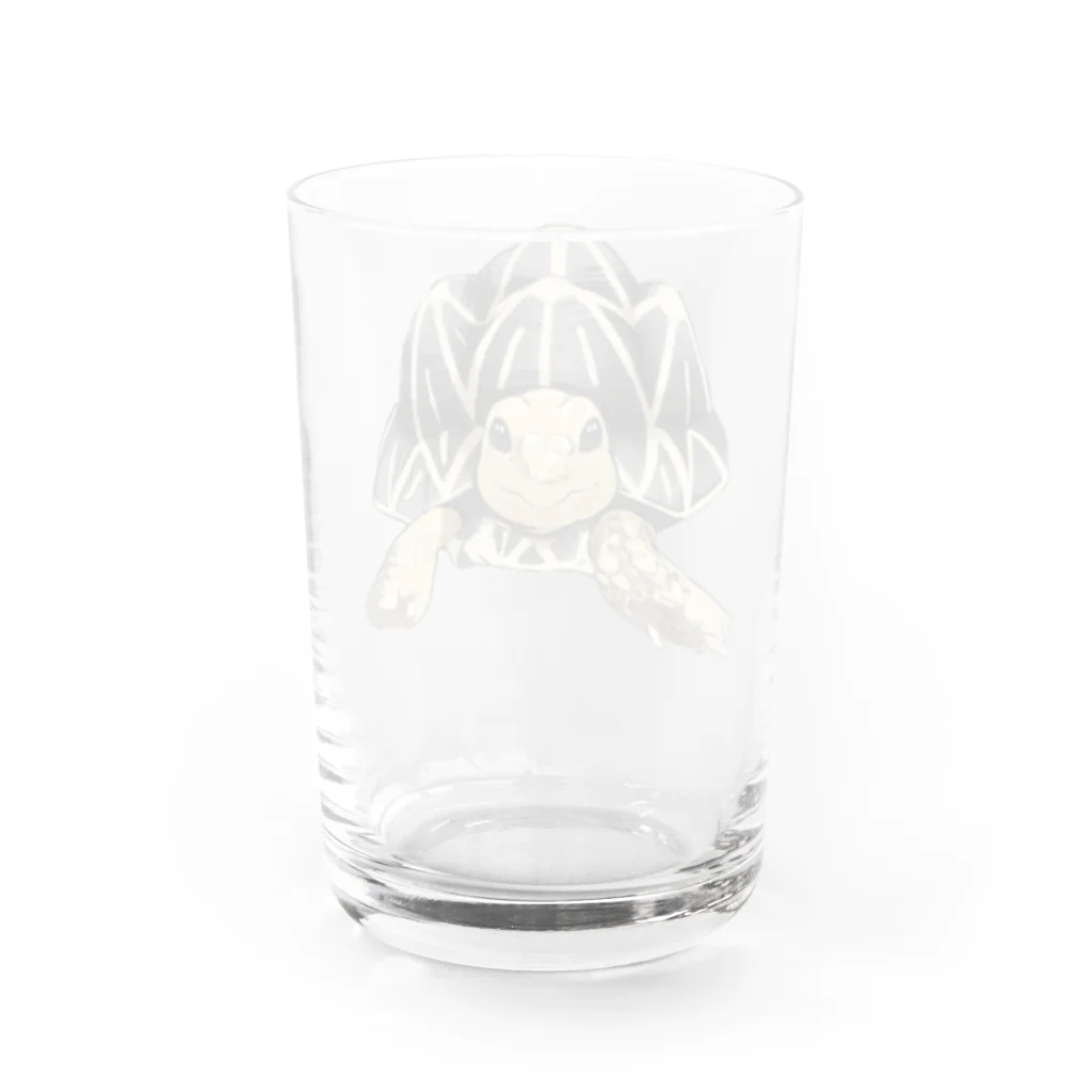 カメまる子🐢のインドホシガメ〜カメコくん〜 Water Glass :back