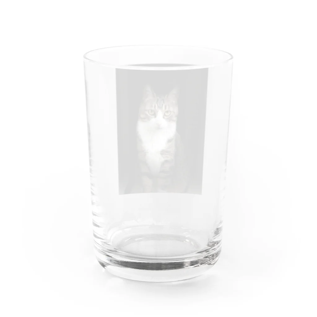 miyu_the_catの見据えるキャット Water Glass :back