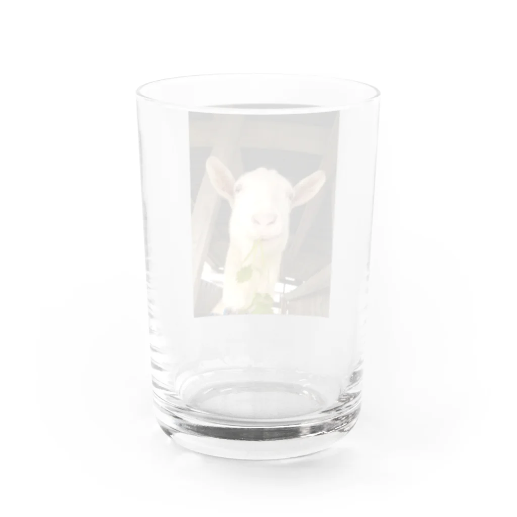 しろみヤギ小屋のしろみ Water Glass :back