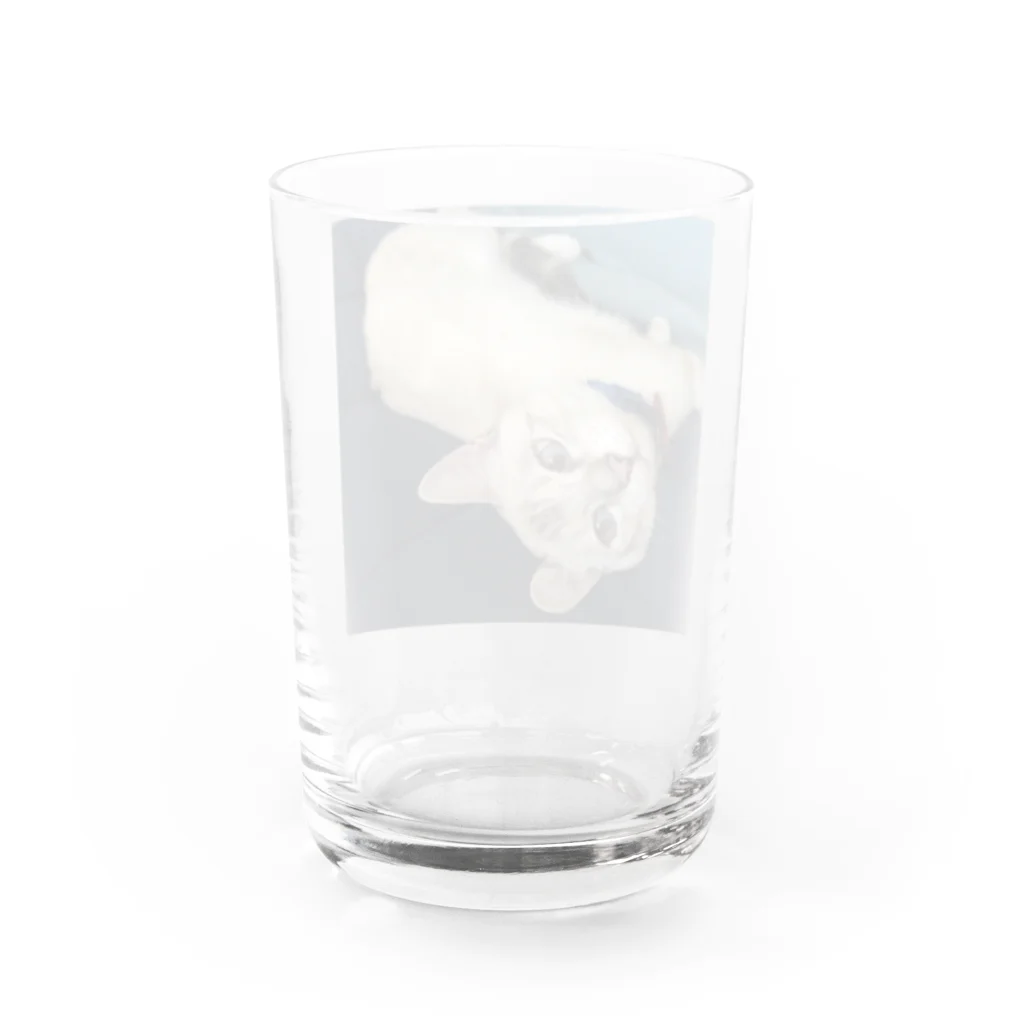 大福のだいちゃん Water Glass :back